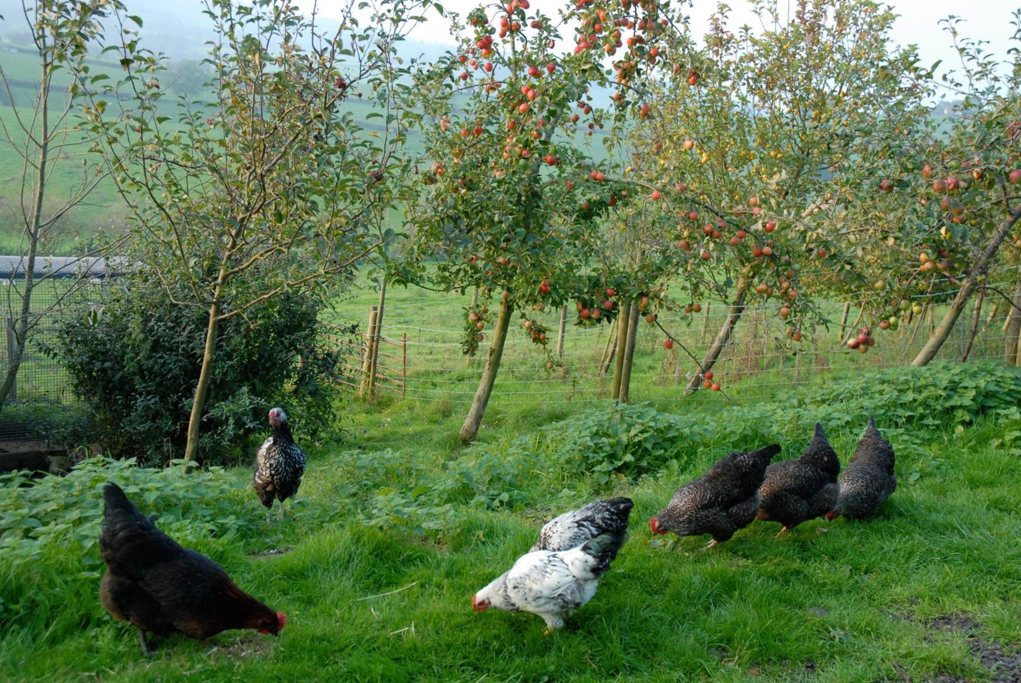 T'S At Lower Rudloe Farm Guest House Corsham Exterior foto